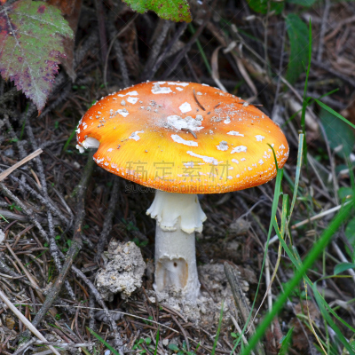 蘑菇,鹅膏菌,伞形毒菌,自然,橙色,无人,户外,方形画幅,红色,植物茎