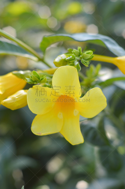 黄色,垂直画幅,绿色,无人,紫薇属的植物,软枝黄蝉,户外,自然美,植物,枝