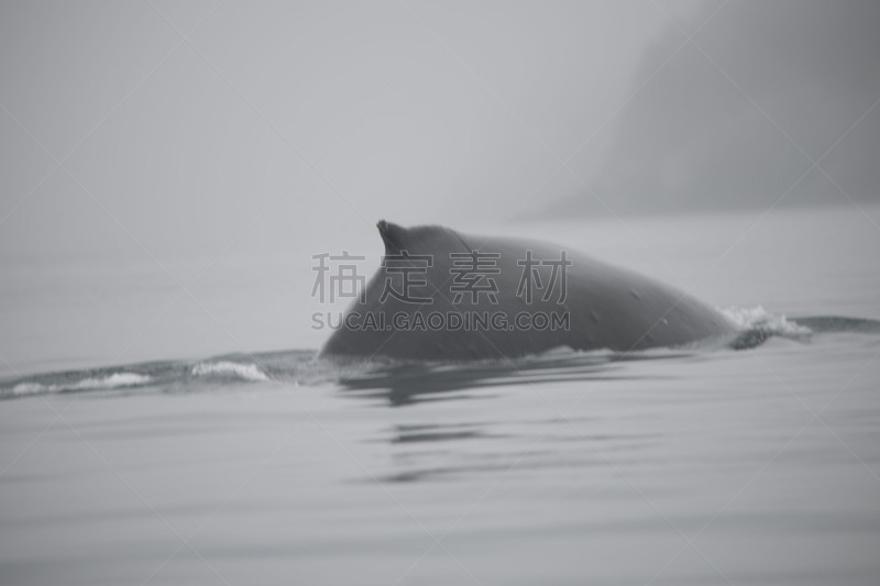 海洋,鲸,阿拉斯加,自然,水,野生动物,美国,水平画幅,座头鲸,无人