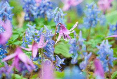 habitat of Dogtooth violet ( japanese name “Katakuri” ) and  blue Corydalis ( japanese name “Ezoengosaku” )