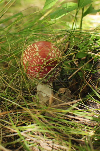 毒蝇菇,伞形毒菌,点连成线,垂直画幅,公园,无人,户外,生物学,草,毒蘑菇
