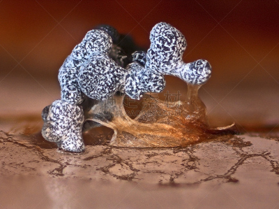 黏菌,奇异的,绒胞菌属,建筑业,水果,美,水平画幅,孢子,组物体