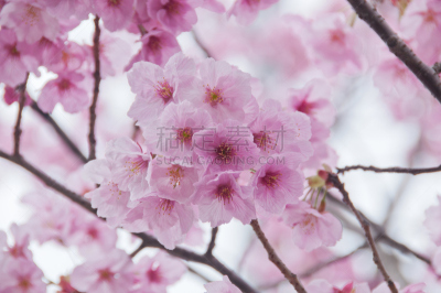 粉色,樱花,自然美,樱之花,坎达河,新宿区,涉谷区,花见节,天空,新的