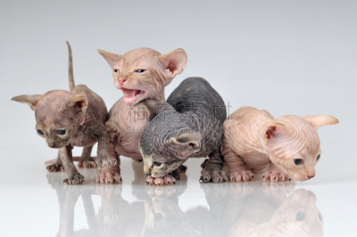 史芬克斯无毛猫,小斑点香猫,egyptian mau,四只动物,水平画幅,可爱的,猫科动物,爪子,动物身体部位,非全秃