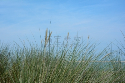 德国北海地区,草,沙丘,大特写,天空,滨草,留白,度假胜地,休闲活动,水平画幅