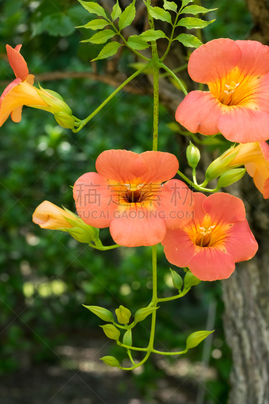 紫薇科树,巨大的,橙子,仅一朵花,凌霄花,蜂鸟,自然,垂直画幅,有蔓植物,无人