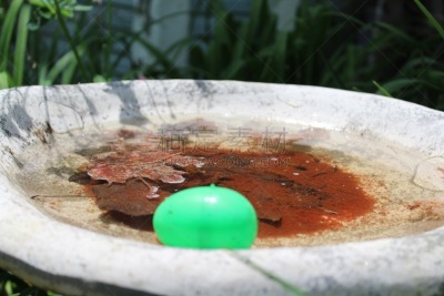 抽象,鸟食盆,绿色,复活节彩蛋,水,复活节,水平画幅,无人,绘画插图,新奇玩意