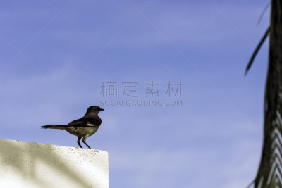 瓦拉德罗,古巴,北部知更鸟,嘲鸫属,热带鸟,天空,美,褐色,嘲鸫,水平画幅