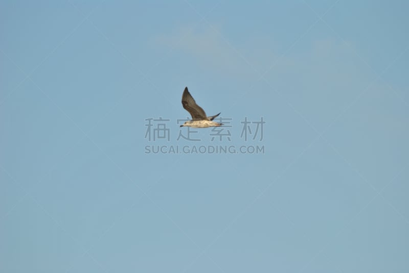 加维奥塔海岸州立公园,天空,水平画幅,无人,2015年,动物,鸟类,西班牙高铁,海鸥,摄影