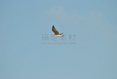 加维奥塔海岸州立公园,天空,水平画幅,无人,2015年,动物,鸟类,西班牙高铁,海鸥,摄影