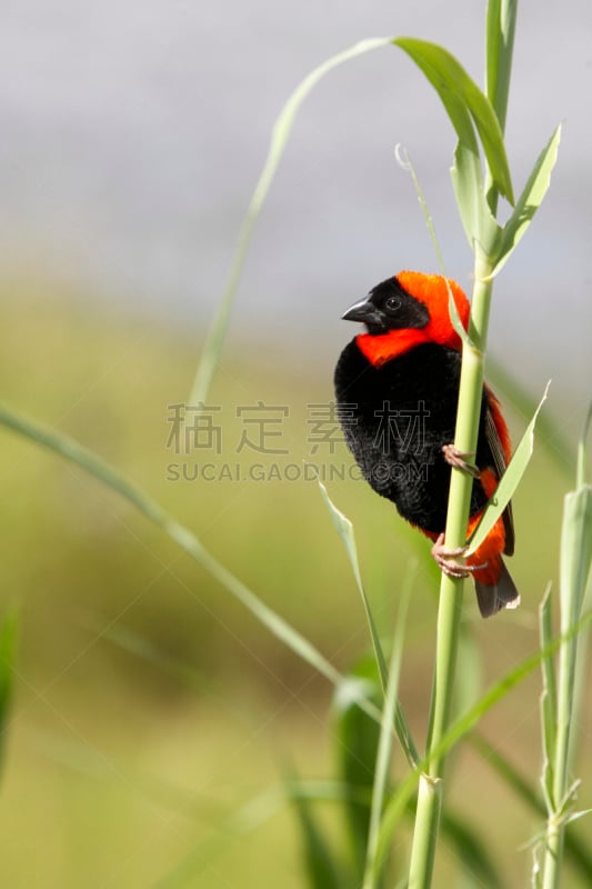 红衣主教织巢鸟,侧面像,自然,垂直画幅,植物,平原,芦苇,无人,动物,鸟类