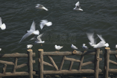 海鸥,水平画幅,无人,日本,鸟类,台东区,river sumida,东京,动物,河流