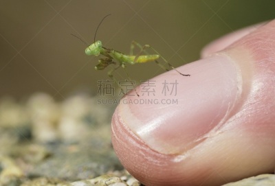 手指,大特写,昆虫,螳螂,婴儿,儿童,指甲,手,手掌