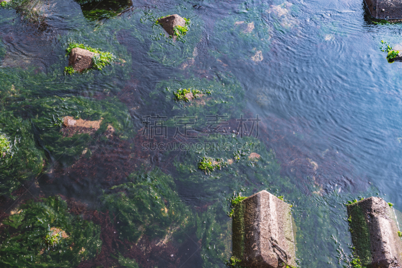 海草,海滩,混凝土,盔甲服,水,水生植物,水平画幅,枝繁叶茂,红海草,无人