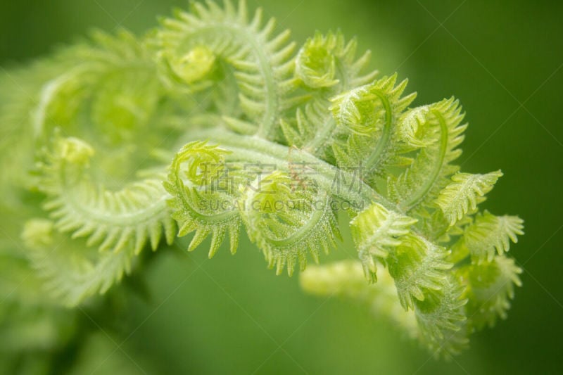 卷着的,看风景,纽芬兰,复叶,水平画幅,绿色,无人,生物学,背景分离,野生植物