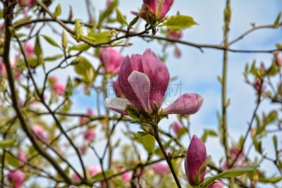 玉兰类,粉色,花朵,自然美,木兰科,请回避记号,春季系列,美,时段,芳香的
