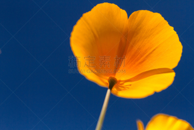 黄色,墨西哥,天空,水平画幅,无人,户外,草,植物,叶子,花头