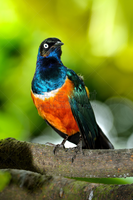 superb starling,自然,垂直画幅,野生动物,蓝色,鸟类,观鸟,野外动物,夏天,户外