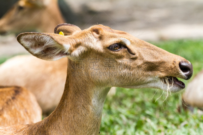 brow-antlered deer,平衡折角灯,母鹿,美,公园,褐色,水平画幅,无人,动物身体部位,野外动物