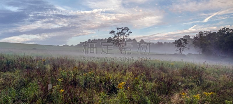 纽约州,田地,沙利文县,水平画幅,蜘蛛网,地形,无人,全景,早晨,花