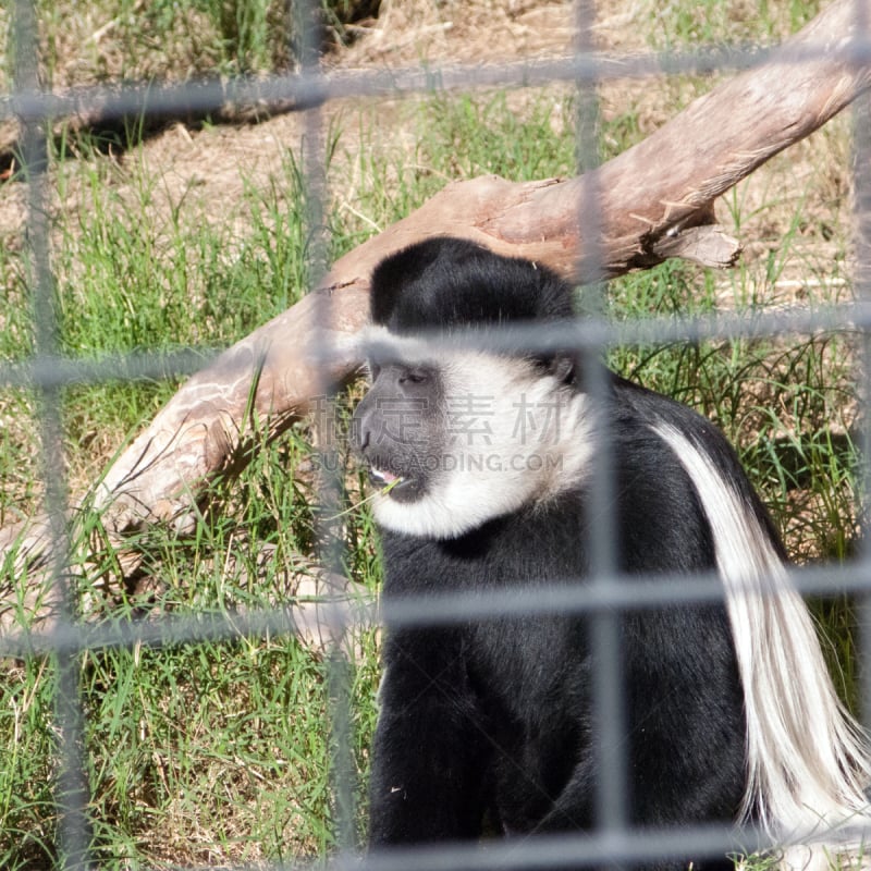 black and white colobus,非洲,叶猴,杂食动物,捕获的,无人,猴子,动物身体部位,草,哺乳纲