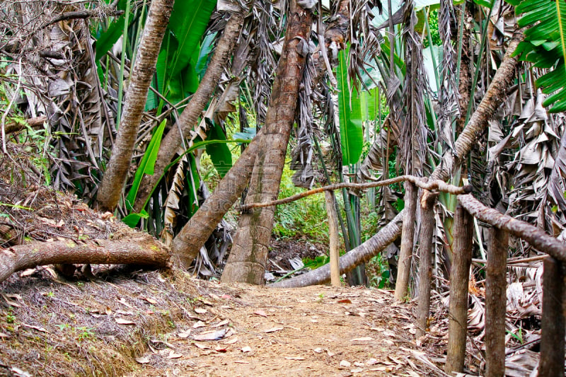 雨林,马达加斯加,爱探听私事的,水平画幅,建筑,茅屋屋顶,乡村,小屋,非洲,热带雨林