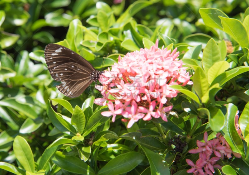 crow butterfly,褐色,水平画幅,无人,侧面像,不明确的地点,动物身体部位,野外动物,户外,特写