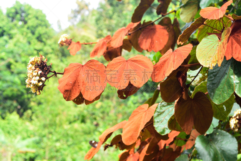 特有物种,植物,紫荆花,金叶,陶公,美,水平画幅,无人,科学,生物学