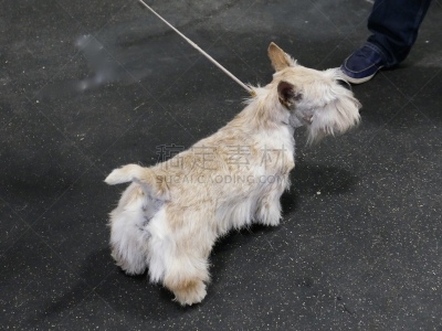 梗犬,遛狗师,纯种犬,受过训练的狗,狗,个人卫生用品,波士顿猎犬,小的,动物