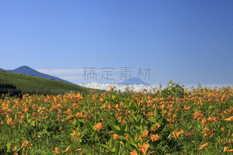 高处,平原,天空,风,高原,水平画幅,萱草,长野县,蓝色,日本