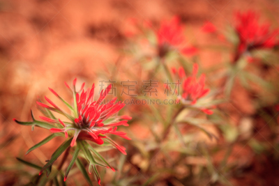 花头,沙漠,选择对焦,水平画幅,无人,户外,特写,仅一朵花,犹他,大特写
