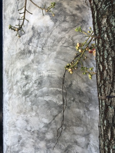 炮弹树,无人,自然,水泥,背景,垂直画幅,泰国,图像,花朵,花