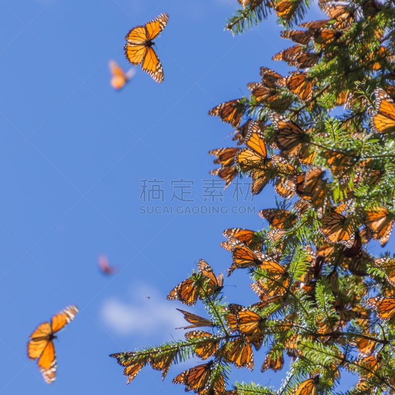 天空,枝,黑脉金斑蝶,蓝色,背景,提举,蝴蝶,无人,动物身体部位,户外