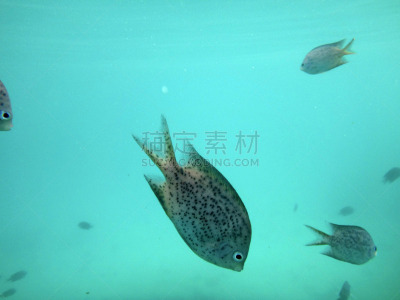 维拉港,瓦努阿图,海洋生命,海港,埃法特岛,水,度假胜地,水平画幅,沙子,海葵