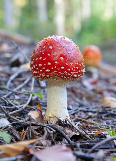 毒蝇菇,自然,垂直画幅,绿色,秋天,无人,有毒生物体,斑点,蘑菇,户外