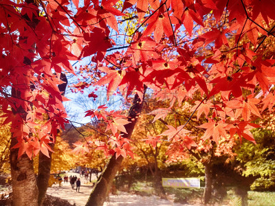 韩国,山,秋天,黄色,国内著名景点,红色,季节,风景,图像,叶子