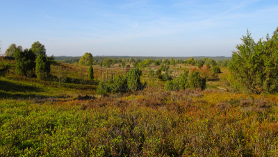 Golden autumn in the Lüneburg Heath near Undeloh