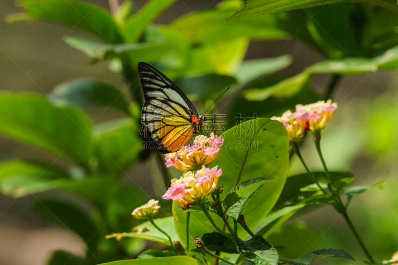 蝴蝶,Common Rose Swallowtail Butterfly,水平画幅,无人,昆虫,摄影