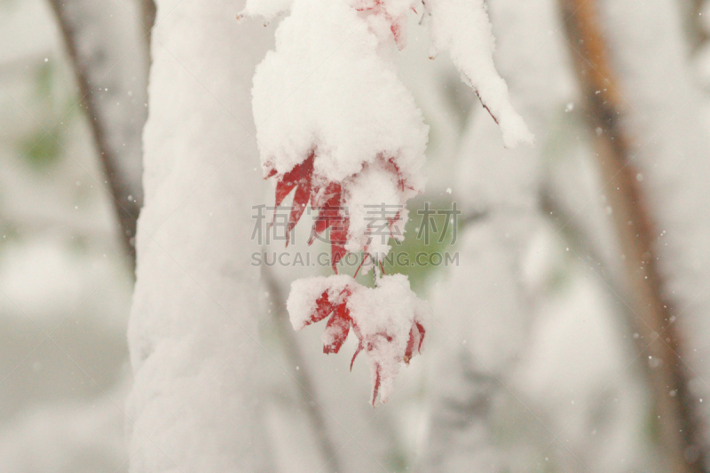 秋天,粉末状雪,水平画幅,雪,无人,葡萄树枫木,户外,北海道,镜头眩光,红色