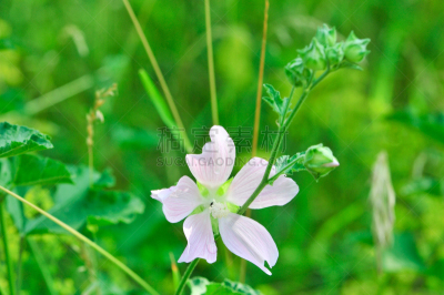 Altea medicinal, or Altea apothecary (lat. Althaéa officinális) is a perennial herb, a species of the Althea genus of the Malvaceae family. Althaea officinalis, or marsh-mallow.