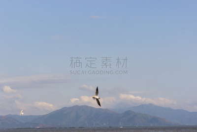 在下面,海洋,天空,北丘,多佛的白色悬崖,肯特,海鸥,自然,自然现象,水平画幅