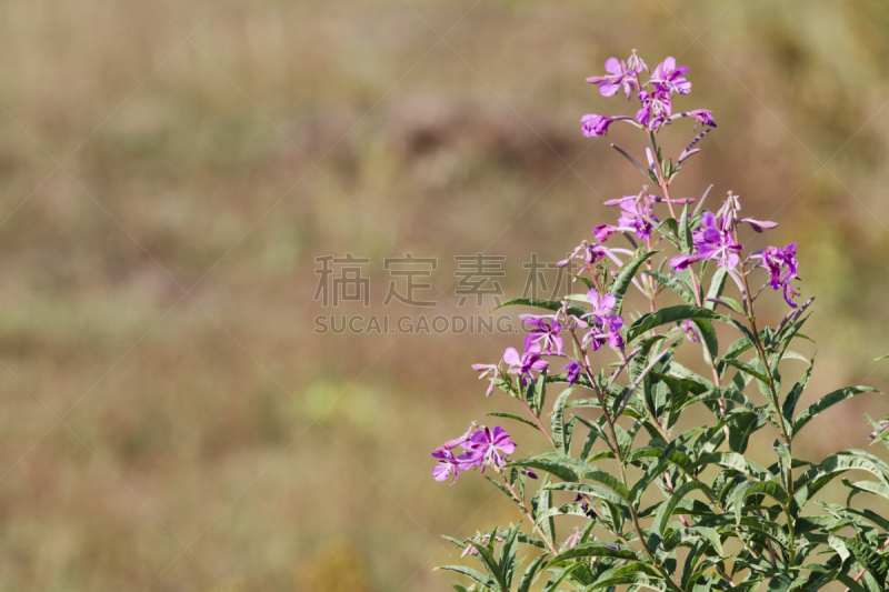 火龙草,紫色,种子,花蕾,默顿地区,萨里市,选择对焦,留白,水平画幅,无人