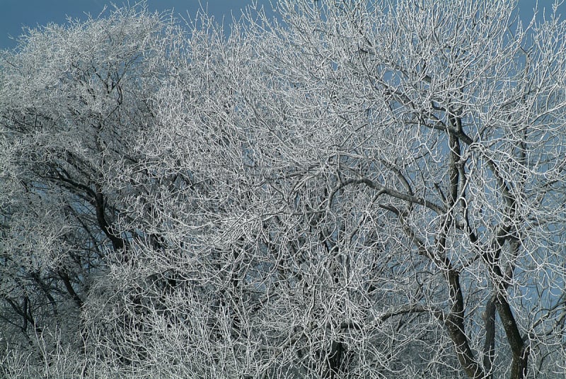 寒冷,水平画幅,冬天,雪,无人,库克斯港,2015年,户外,摄影,树