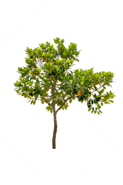 菠萝蜜,自然,垂直画幅,绿色,水果,无人,有机食品,夏天,偏远的,泰国
