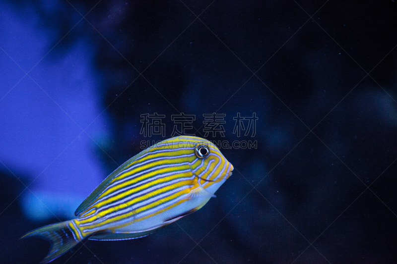 striped surgeonfish,美国,水平画幅,无人,水下,颊纹鼻鱼,海洋,摄影