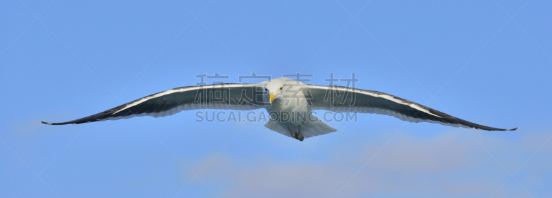天空,自然,海鸥,食海藻海鸥,接力赛,黑色,多米尼加共和国,青绿色,背景,飞