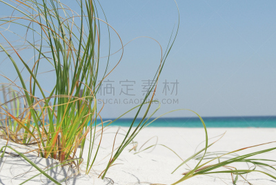 海草,彭萨科拉,海滩,自然,图像,佛罗里达,海洋,海岸野燕麦,草,谷类