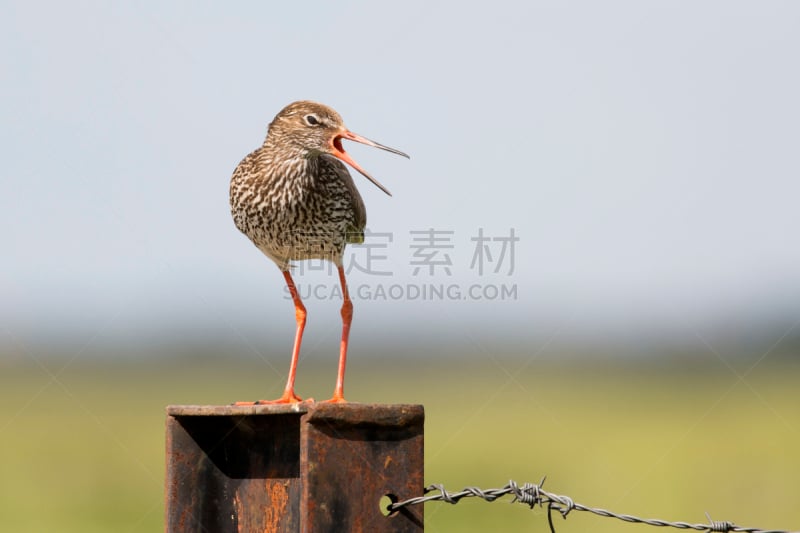 鹭管鱼,常见的红脚鹬鸟,鹬鸟,防水长靴,水平画幅,鸟类,野外动物,铁,钓竿,荷兰