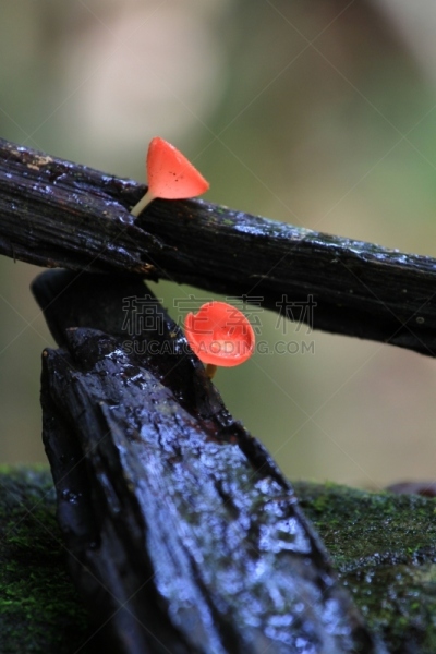 粉色,曼谷,水平画幅,无人,盘菌科,森林,户外,北标府,燃烧,摄影