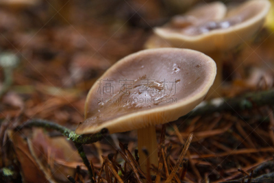 栗子,crimini mushroom,濑田河,自然,褐色,水平画幅,秋天,无人,真菌学,泥土